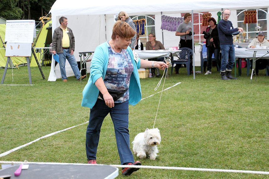 Hunde auf dem Possen