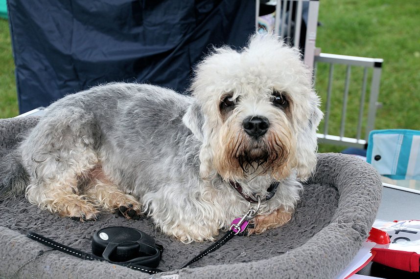 Hunde auf dem Possen