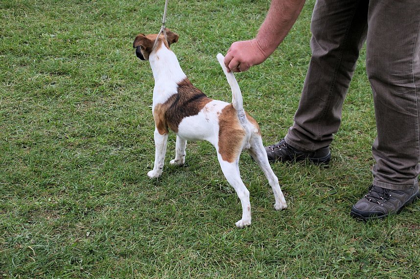 Hunde auf dem Possen