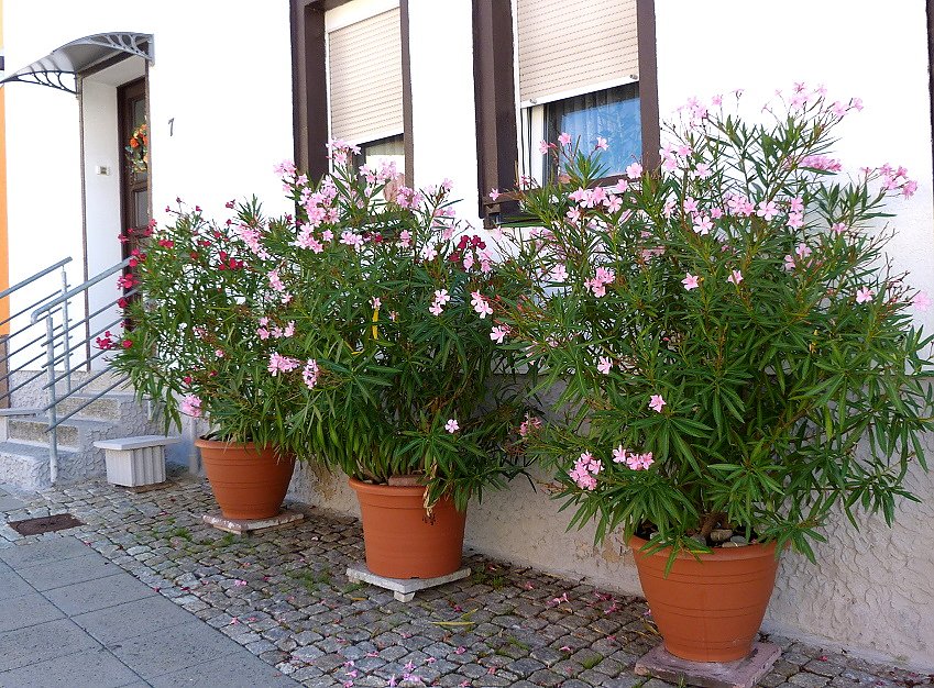 Stadt Frankenhausen sagt Danke