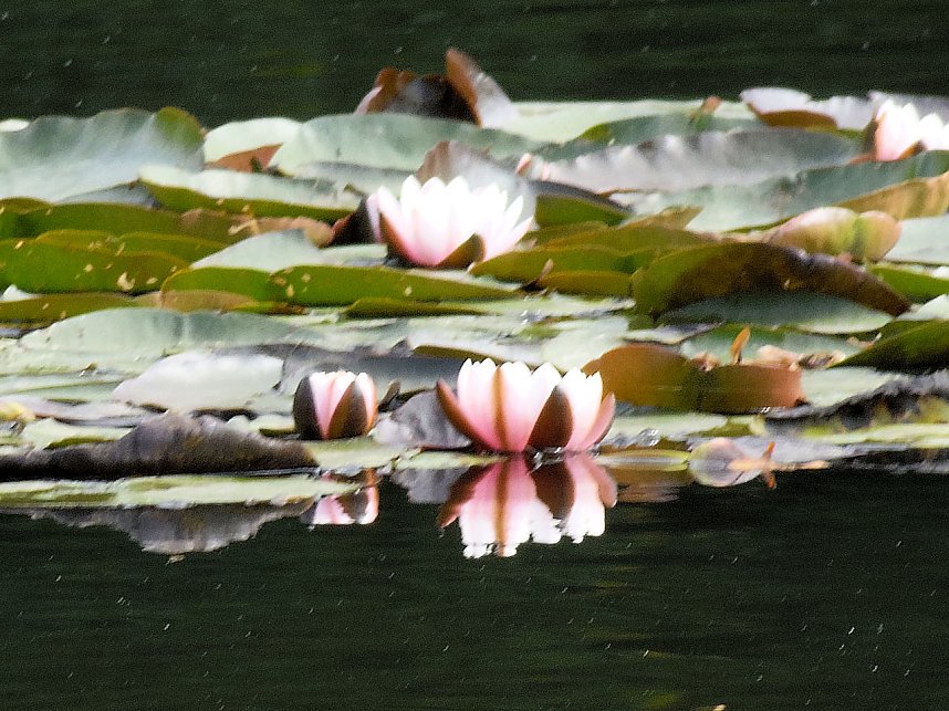 Der W&ouml;rlitzer Park