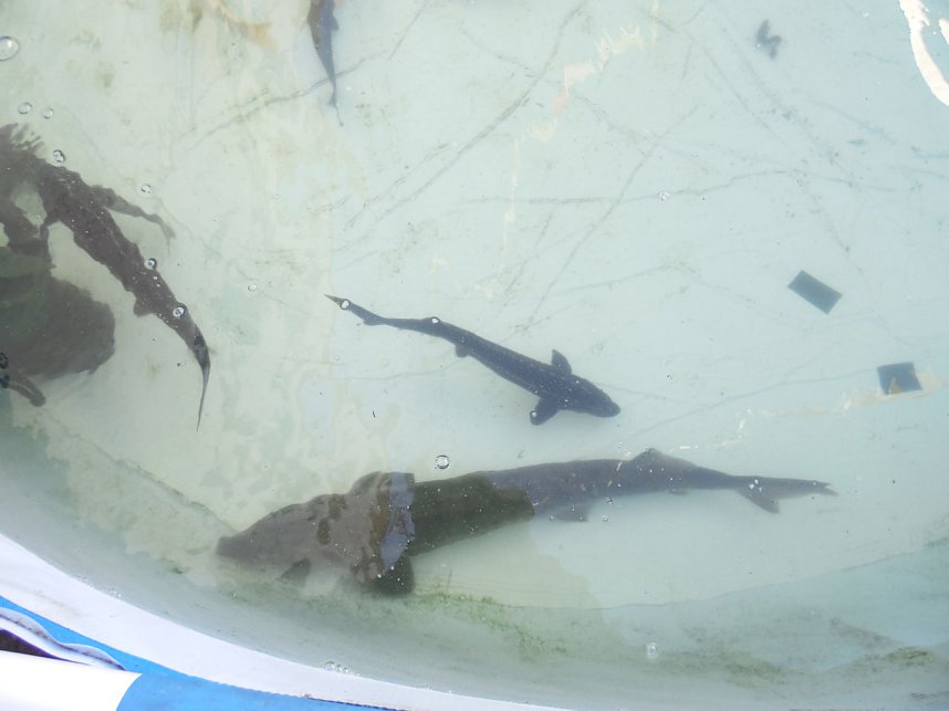 Fischerfest in Auleben