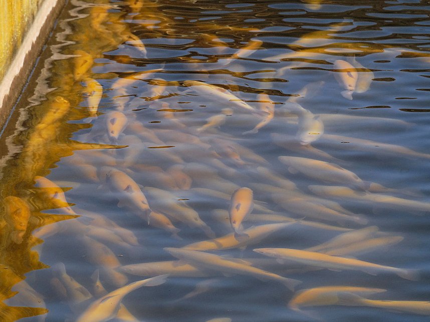 Fischerfest in Auleben