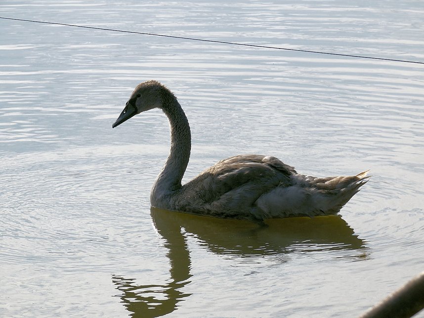 Fischerfest in Auleben