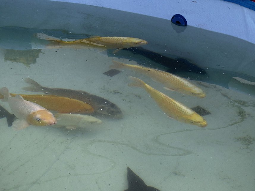 Fischerfest in Auleben