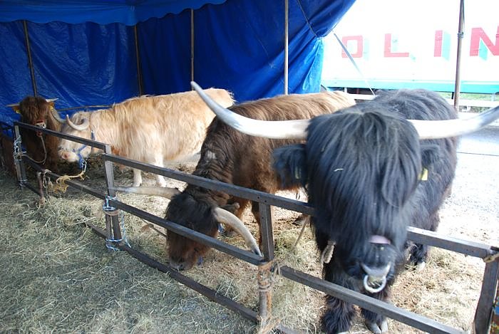 Circus Rolina gastiert in Nordhausen 