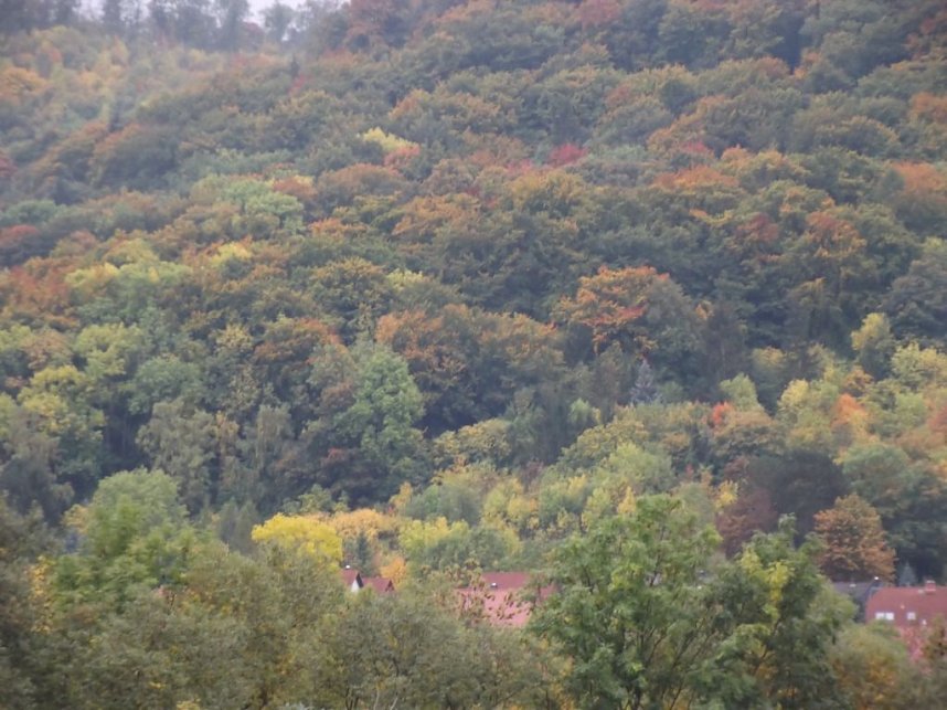 Bunt sind schon die W&auml;lder, �