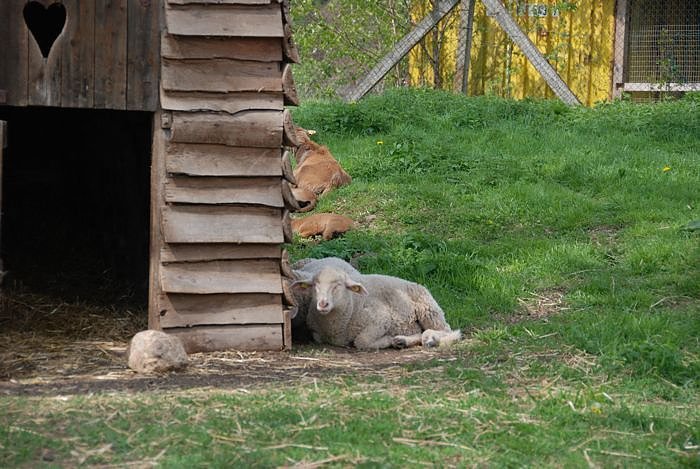 Tierheimfest  in Nordhausen