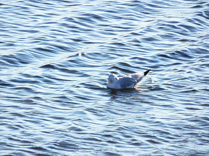 Die Flugschau ist er&ouml;ffnet
