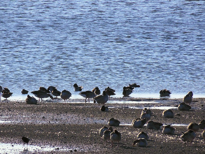 Die Flugschau ist er&ouml;ffnet