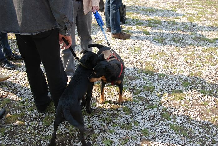 1.Mai auf dem Petersberg Nordhausen