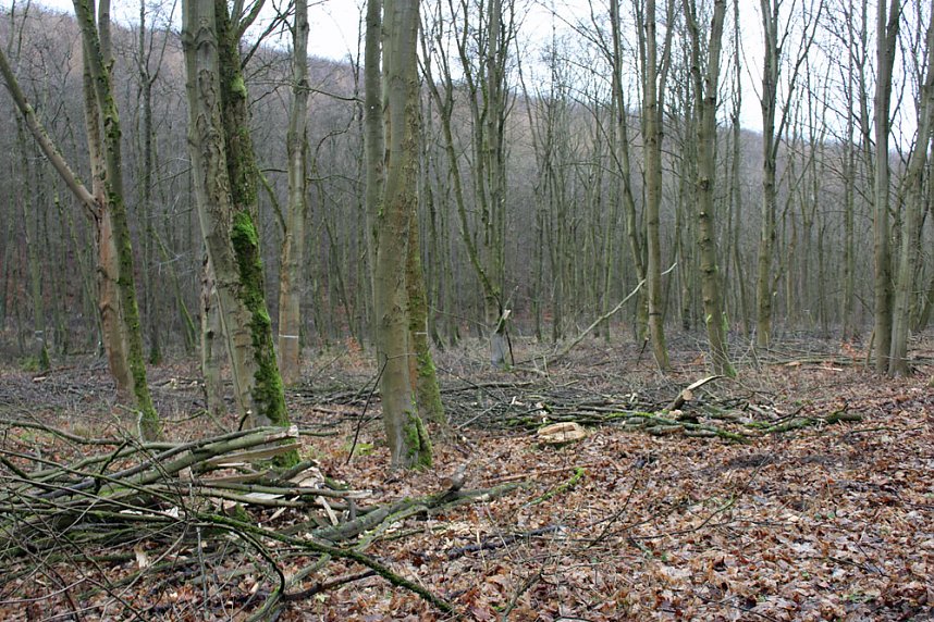 Br&uuml;ckental von Sondershausen meiden