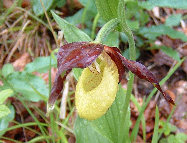 Orchideenfest G&uuml;nserode