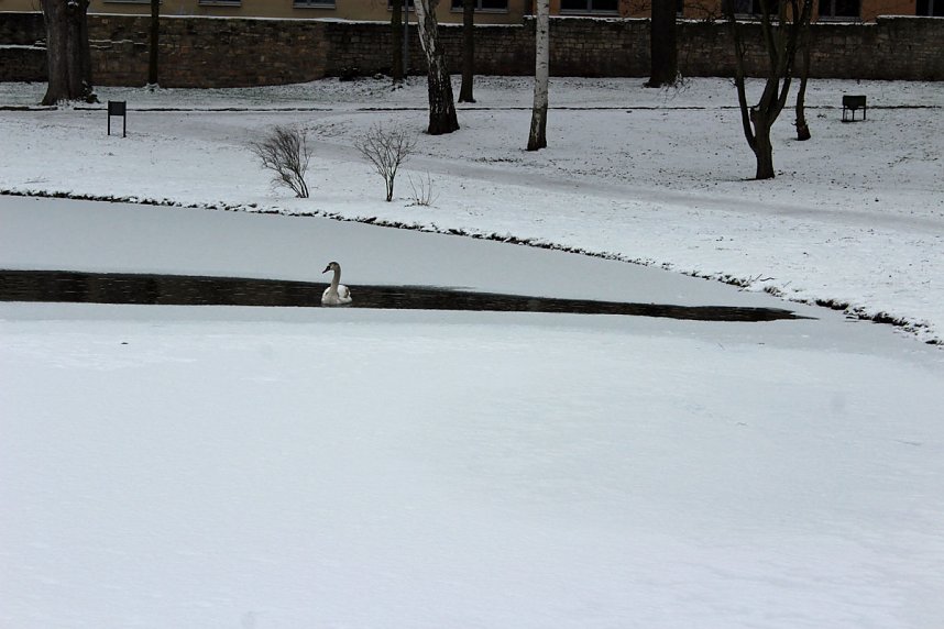 Gef&auml;hrlicher Leichtsinn auf Parkteich