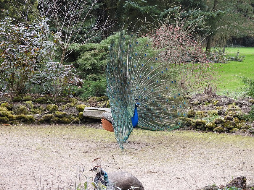 Fr&uuml;hlingserwachen in der Vogelwelt