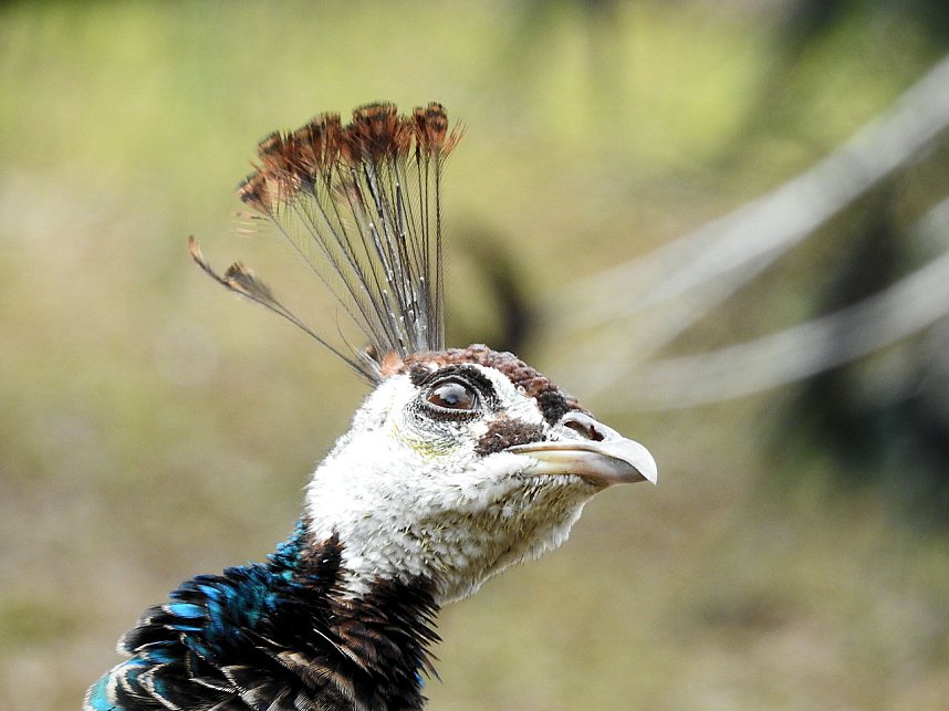Fr&uuml;hlingserwachen in der Vogelwelt
