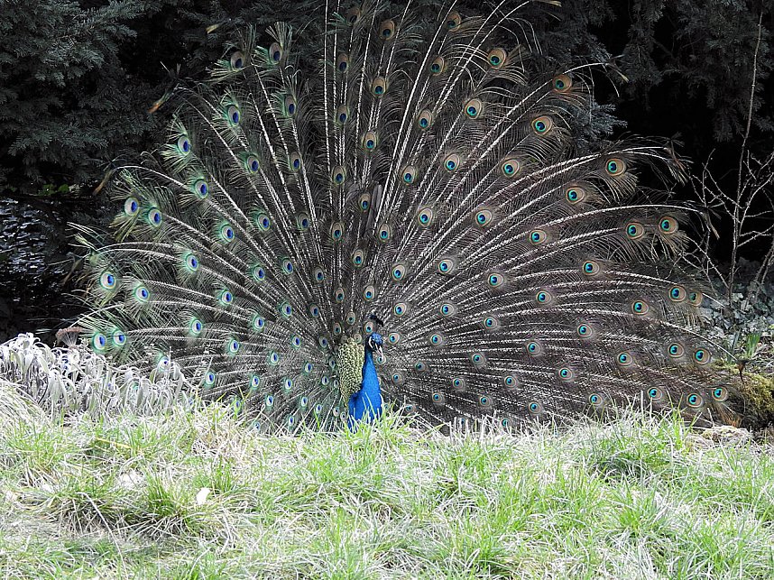 Fr&uuml;hlingserwachen in der Vogelwelt
