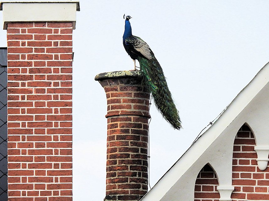 Fr&uuml;hlingserwachen in der Vogelwelt