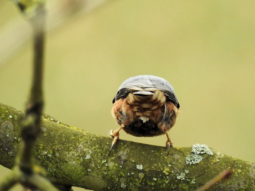 Fr&uuml;hlingserwachen in der Vogelwelt