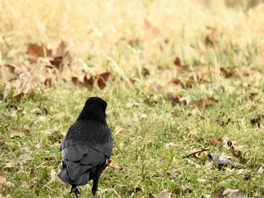 Fr&uuml;hlingserwachen in der Vogelwelt