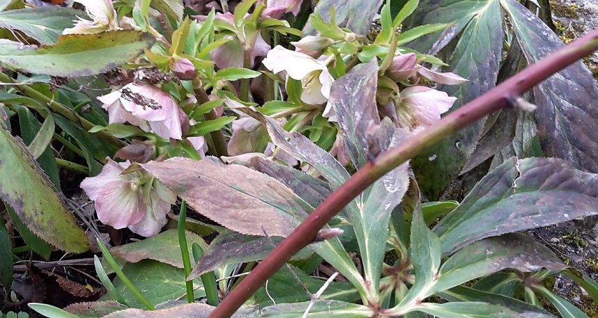 Es bl&uuml;ht und gr&uuml;nt trotz Wetterwarnung