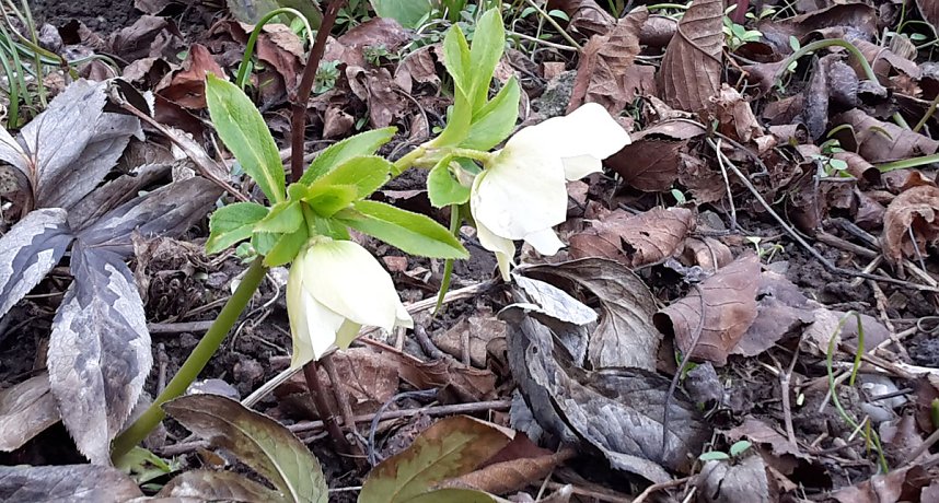 Es bl&uuml;ht und gr&uuml;nt trotz Wetterwarnung