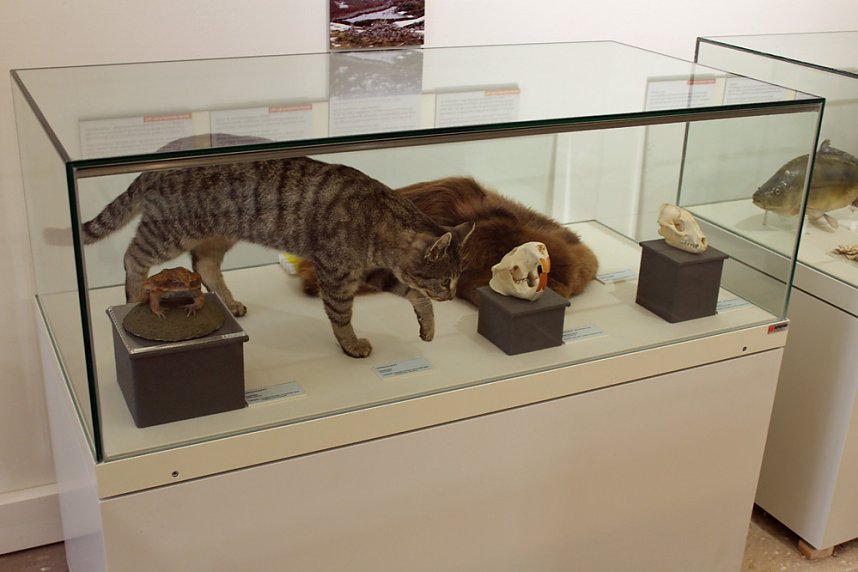 Biologische Invasionen