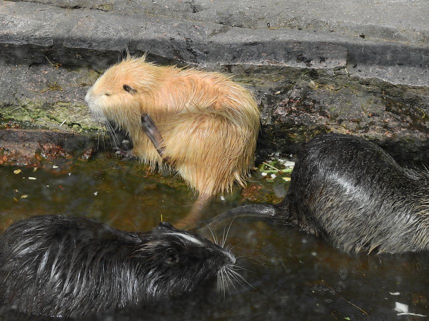 Peter Blei unterwegs in K&ouml;then