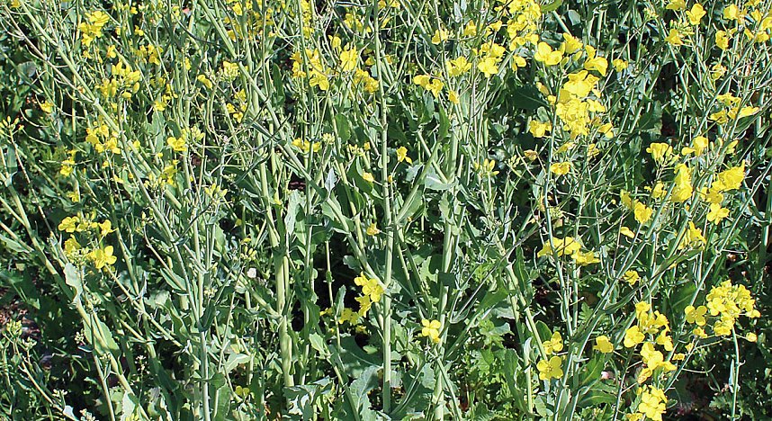 Studien zur Erhaltung der Natur