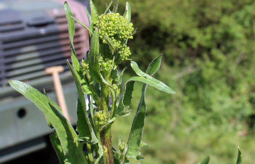 Studien zur Erhaltung der Natur