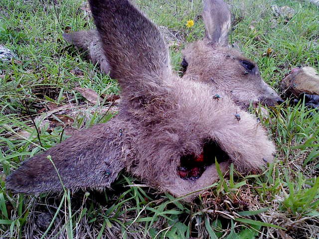 Grausame Jagd auf K&auml;ngurus