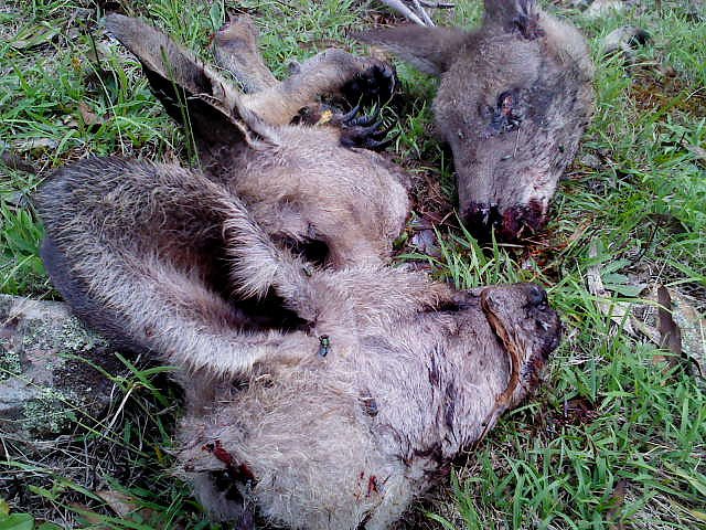 Grausame Jagd auf K&auml;ngurus