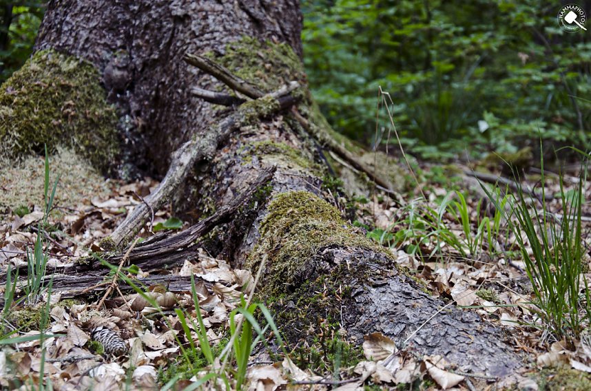 Wandergr&uuml;&szlig;e aus Rothes&uuml;tte