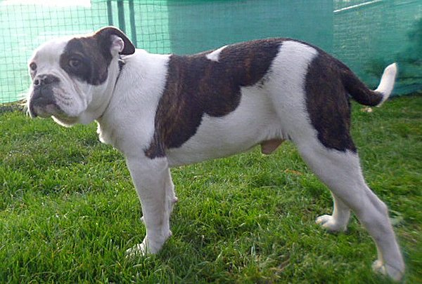 Gesucht wird Bac!