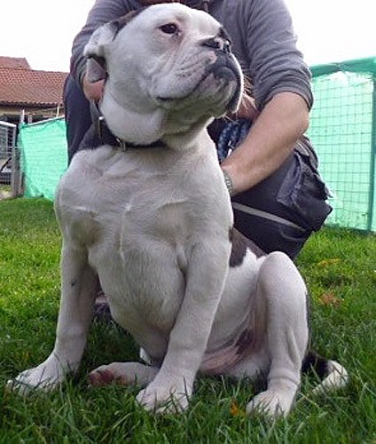 Gesucht wird Bac!