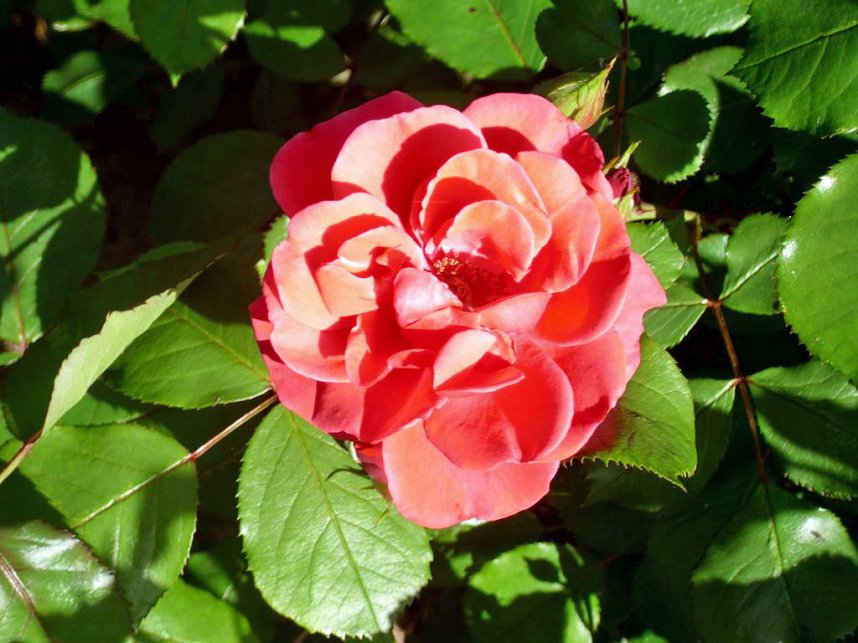 Rosen � K&ouml;niginnen der Blumen stehen in wahrer Bl&uuml;tenpracht