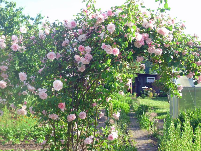 Rosen � K&ouml;niginnen der Blumen stehen in wahrer Bl&uuml;tenpracht