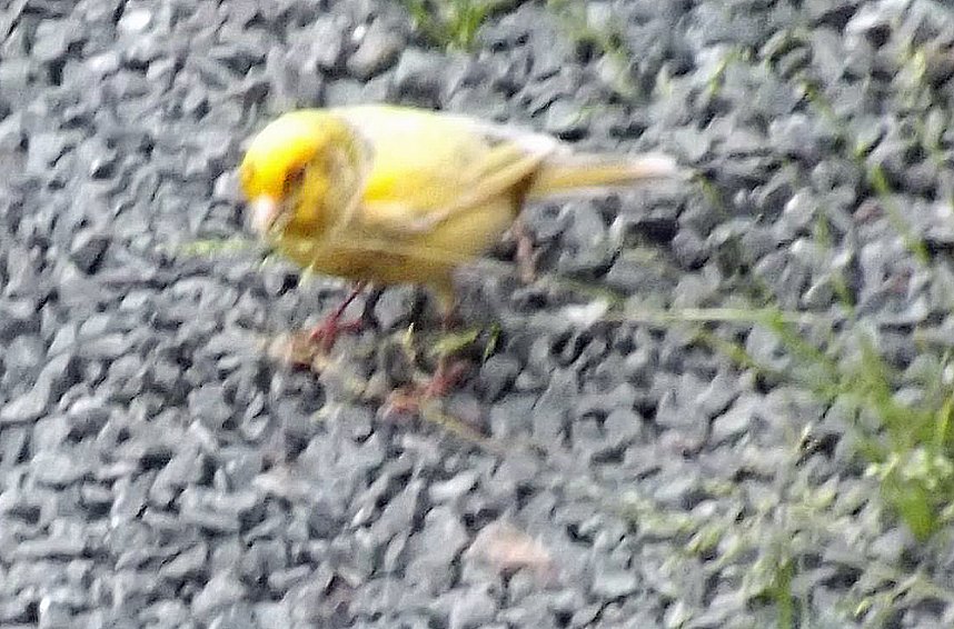 Wer kennt diese V&ouml;gel?