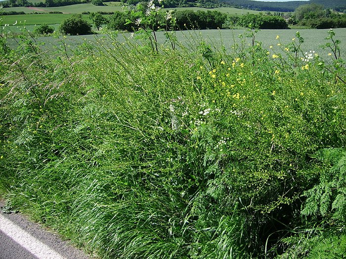 Grasschnitt Stra&szlig;en