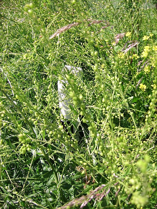 Grasschnitt Stra&szlig;en