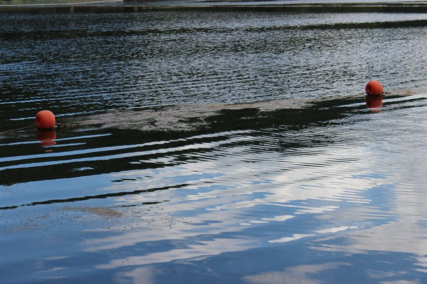 Grasmahd im Bebraer Teich