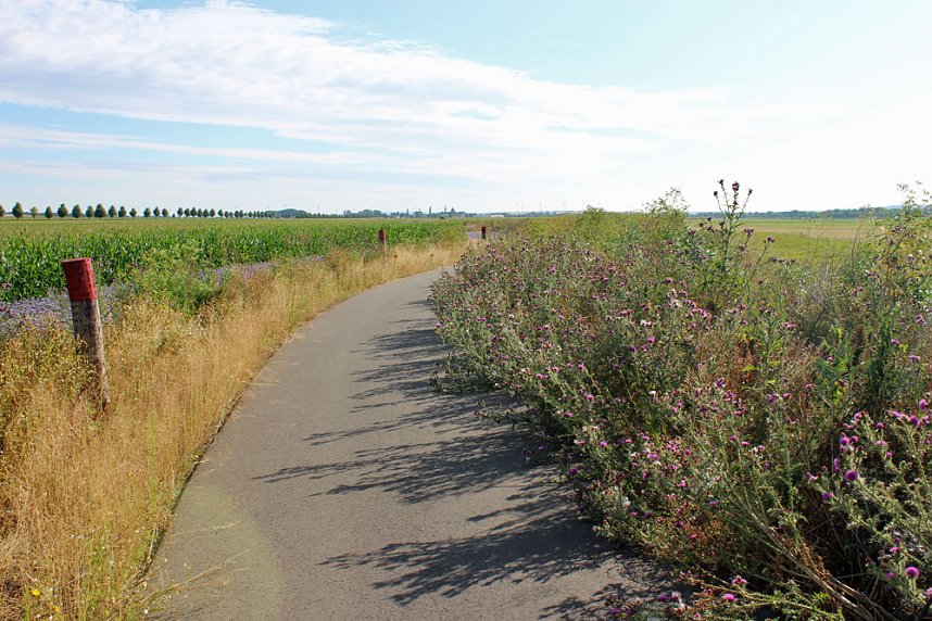 Da w&auml;chst etwas zu!