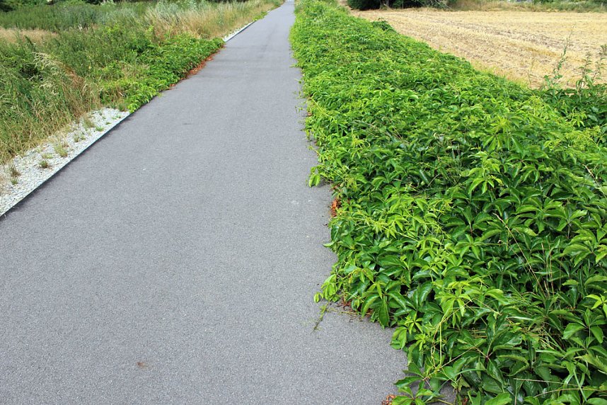 Da w&auml;chst etwas zu!