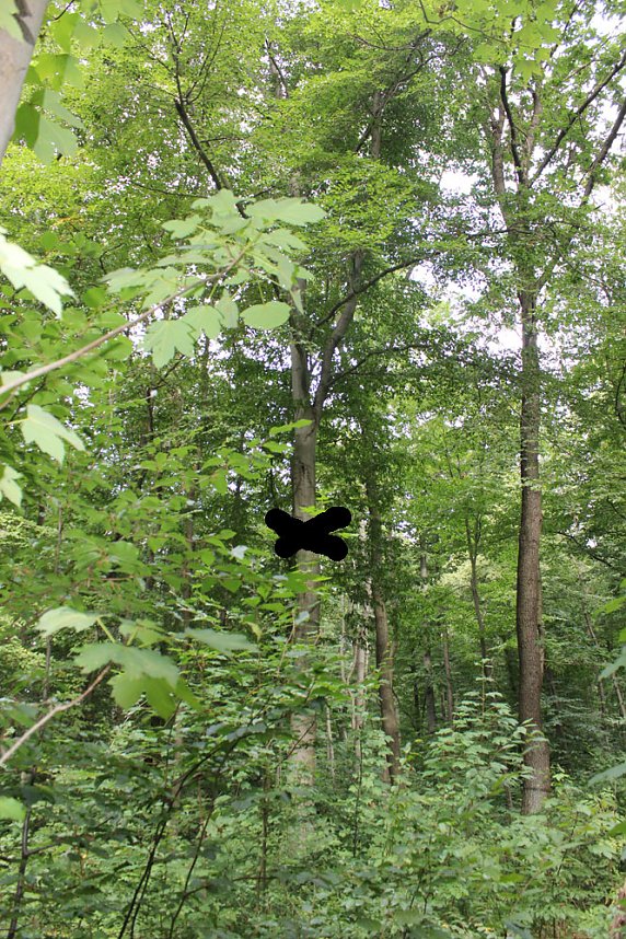 "S&uuml;dl&auml;ndische B&auml;ume im Possenwald"