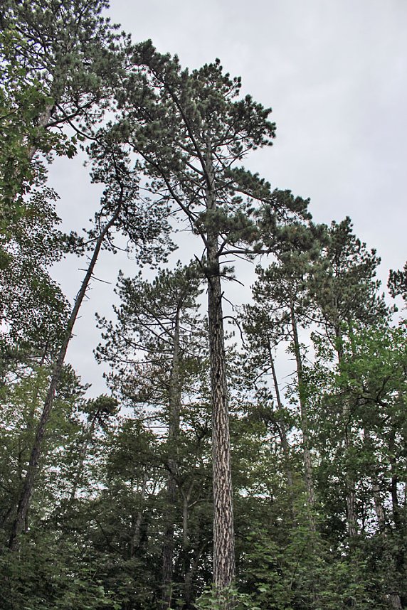 "S&uuml;dl&auml;ndische B&auml;ume im Possenwald"