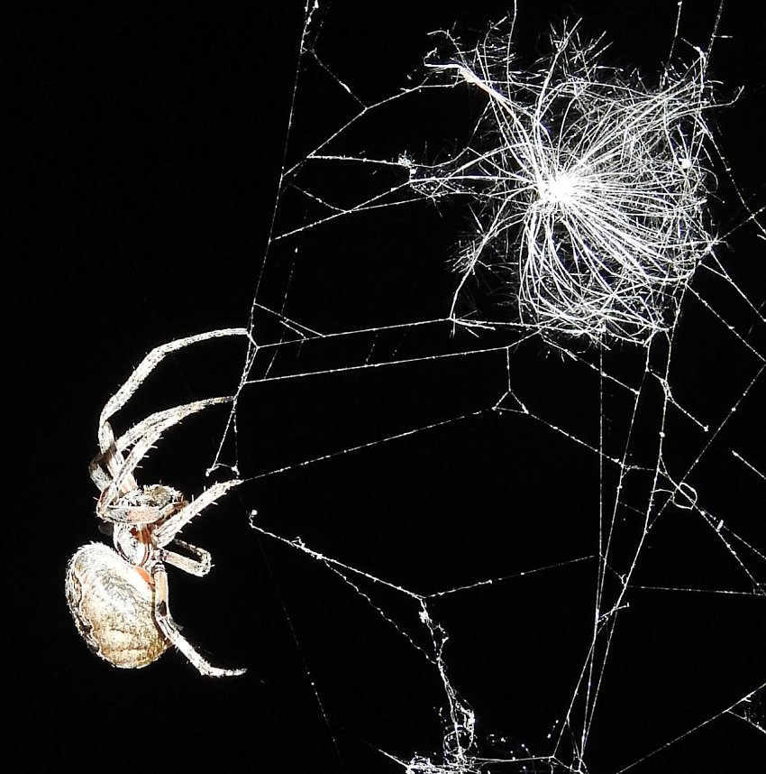 Spinnen im Mondschein am Goitzsche See