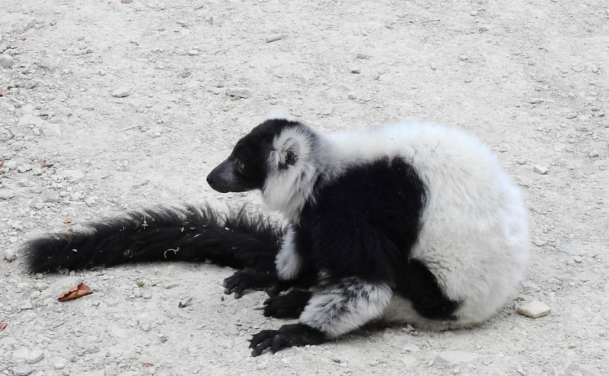 Gleich 12 mal konnte man sich im Affenwald auf dem Strau&szlig;berg &uuml;ber Nachwuchs freuen
