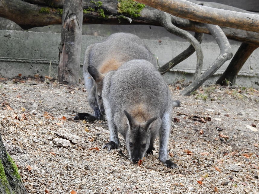 Gleich 12 mal konnte man sich im Affenwald auf dem Strau&szlig;berg &uuml;ber Nachwuchs freuen