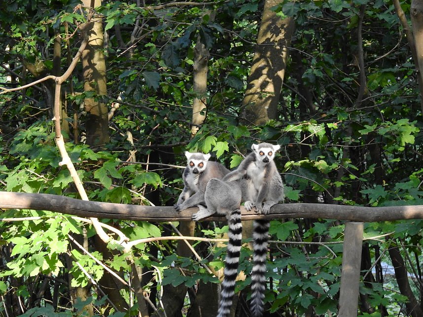Gleich 12 mal konnte man sich im Affenwald auf dem Strau&szlig;berg &uuml;ber Nachwuchs freuen