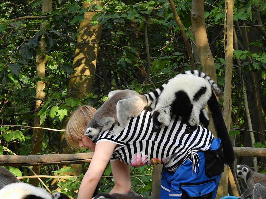 Gleich 12 mal konnte man sich im Affenwald auf dem Strau&szlig;berg &uuml;ber Nachwuchs freuen